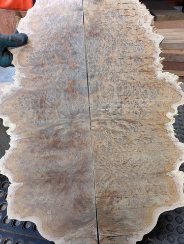 Set #17 Ribbed Fruited Mallee Burl