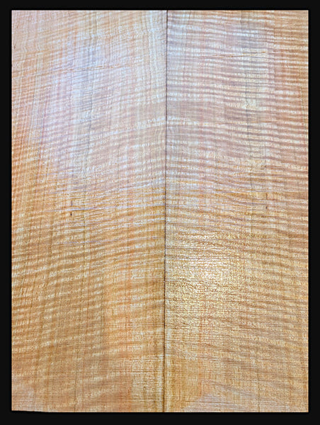 Set #01 Tasmanian fiddleback mountain ash for carve top